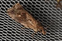 Endothenia quadrimaculana