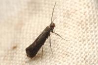 Tinagma ocnerostomella