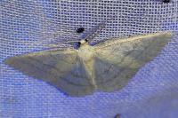 Cabera pusaria