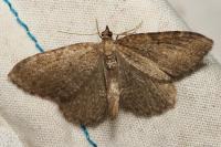 Philereme vetulata