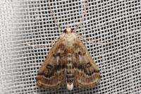 Parapoynx stratiotata