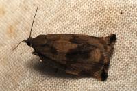 Archips crataegana