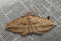 Orthonama vittata
