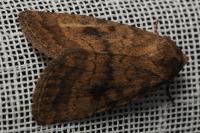 Caradrina morpheus