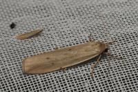 Pelosia muscerda
