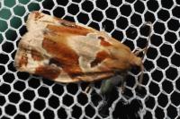 Archips xylosteana