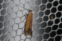 Coptotriche marginea