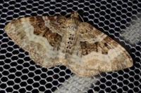 Epirrhoe alternata