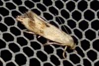 Elachista maculicerusella
