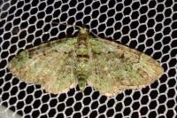 Pasiphila rectangulata