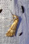Chrysocrambus linetella