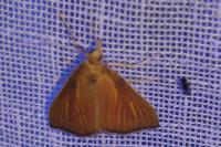 Nascia cilialis