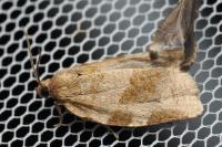 Choristoneura hebenstreitella