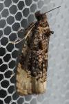Hedya ochroleucana