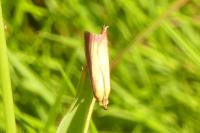 Oncocera semirubella