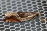 Ancylis unculana