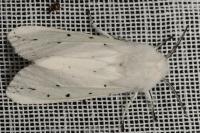 Spilosoma lubricipeda