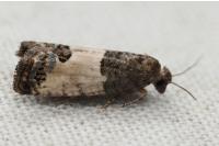 Spilonota ocellana