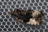 Hedya pruniana