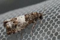 Notocelia trimaculana