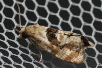 Phalonidia manniana