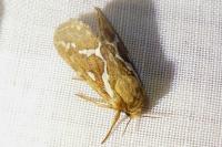 Korscheltellus lupulinus