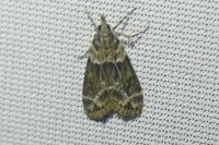 Eudonia mercurella
