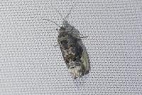 Endothenia