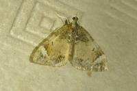 Dysstroma truncata