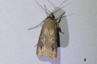 Agrotis ipsilon