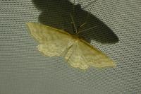 Idaea macilentaria