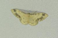 Idaea trigeminata
