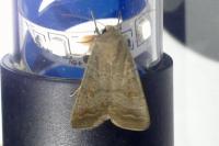 Hoplodrina ambigua