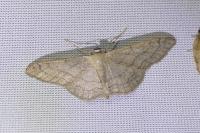Idaea aversata