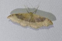 Idaea degeneraria