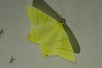 Ourapteryx sambucaria