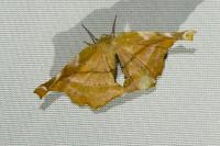 Apeira syringaria