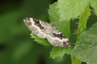 Epirrhoe alternata