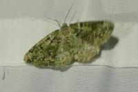 Cleorodes lichenaria