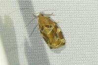 Archips xylosteana
