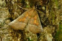 Scoliopteryx libatrix