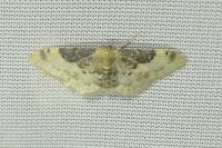 Idaea filicata