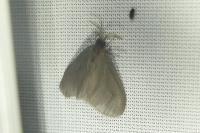 Sterrhopterix fusca