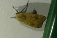 Noctua pronuba