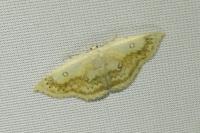 Cyclophora annularia