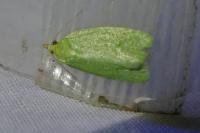 Tortrix viridana