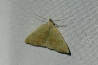 Pechipogo strigilata