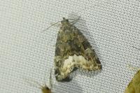 Deltote pygarga
