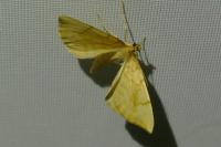 Gandaritis pyraliata