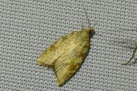 Aleimma loeflingiana